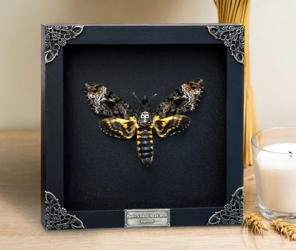 Death's Head Moth